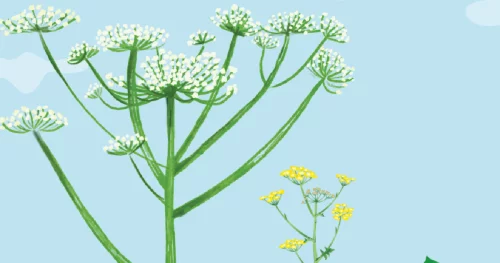 Toxic plants to watch out for